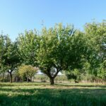 Les outils d’élagage pour les professionnels : un investissement rentable